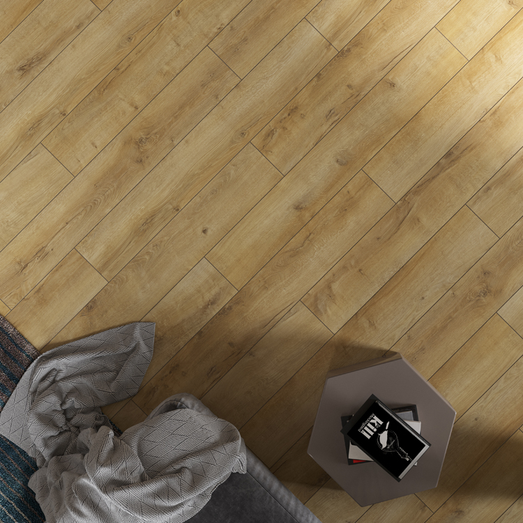 Dąb Brescia 64978 2