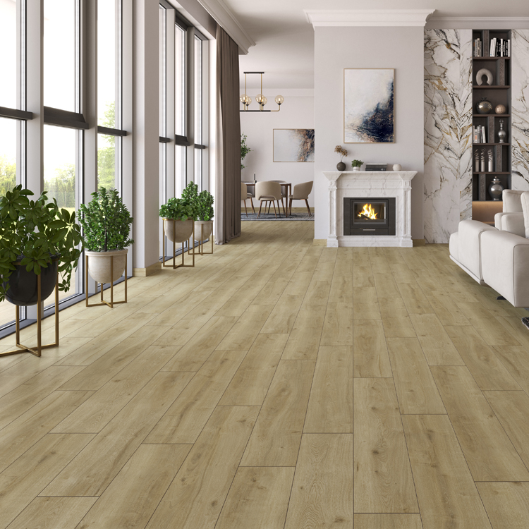 Dąb Perugia 64977 2